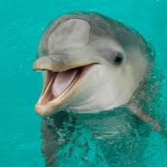 Meet your Posher, Angela - Picture 1 of 1